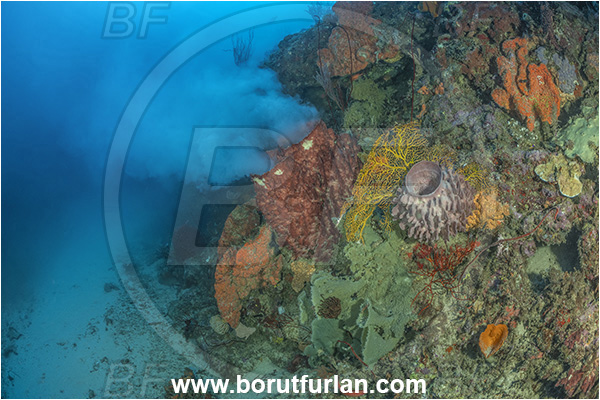 New Britain, Papua New Guinea, Pacific ocean, Xestospongia testudinaria, Xestospongia, Petrosiidae, Red Barrel Sponge, Sponge, Porifera, Reef, Sponge spawning, Spawning