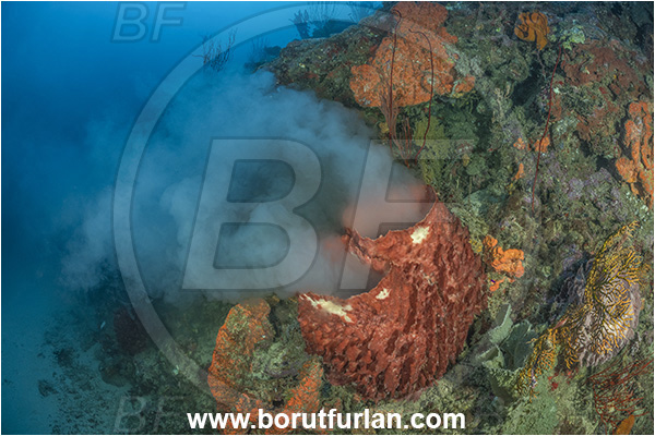 New Britain, Papua New Guinea, Pacific ocean, Xestospongia testudinaria, Xestospongia, Petrosiidae, Red Barrel Sponge, Sponge, Porifera, Reef, Sponge spawning, Spawning