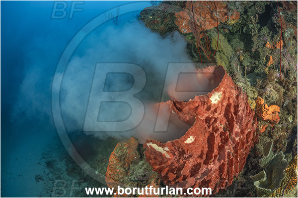 New Britain, Papua New Guinea, Pacific ocean, Xestospongia testudinaria, Xestospongia, Petrosiidae, Red Barrel Sponge, Sponge, Porifera, Reef, Sponge spawning, Spawning