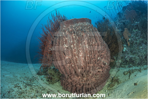 New Britain, Papua New Guinea, Pacific ocean, Xestospongia testudinaria, Xestospongia, Petrosiidae, Red Barrel Sponge, Sponge, Porifera, Ellisella sp., Ellisella, Ellisellidae, Anthozoa, Cnidaria, Cnidarian, Sea whip, Whip coral, Coral, Reef