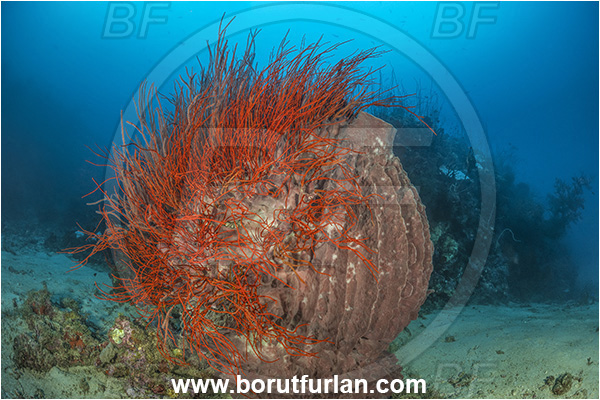 New Britain, Papua New Guinea, Pacific ocean, Xestospongia testudinaria, Xestospongia, Petrosiidae, Red Barrel Sponge, Sponge, Porifera, Ellisella sp., Ellisella, Ellisellidae, Anthozoa, Cnidaria, Cnidarian, Sea whip, Whip coral, Coral, Reef