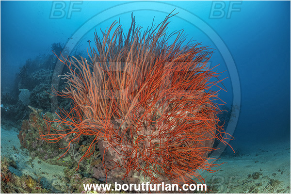 New Britain, Papua New Guinea, Pacific ocean, Xestospongia testudinaria, Xestospongia, Petrosiidae, Red Barrel Sponge, Sponge, Porifera, Ellisella sp., Ellisella, Ellisellidae, Anthozoa, Cnidaria, Cnidarian, Sea whip, Whip coral, Coral, Reef