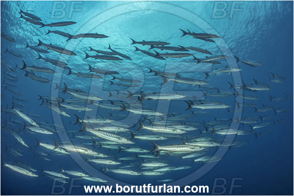 New Britain, Papua New Guinea, Pacific ocean, Sphyraena qenie, Sphyraena, Sphyraenidae, Blackfin barracuda, Barracuda, Fish, Fish school