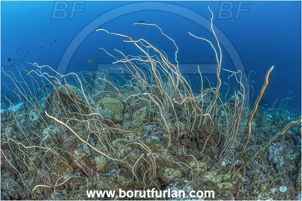 New Britain, Papua New Guinea, Pacific ocean, Junceella fragilis, Junceella rubra, Junceella, Ellisellidae, Anthozoa, Cnidaria, Cnidarian, Sea whip, Whip coral, Coral, Reef