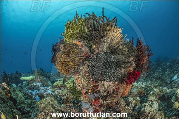 New Britain, Papua New Guinea, Pacific ocean, Crinoid, Crinoidea, Feather star, Echinodermata, Echinoderm, Reef