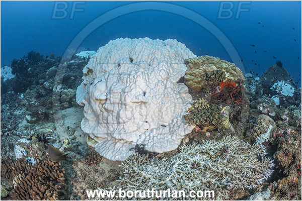 New Britain, Papua New Guinea, Pacific ocean, Reef, Coral, Cnidarian, Cnidaria, Coral bleaching