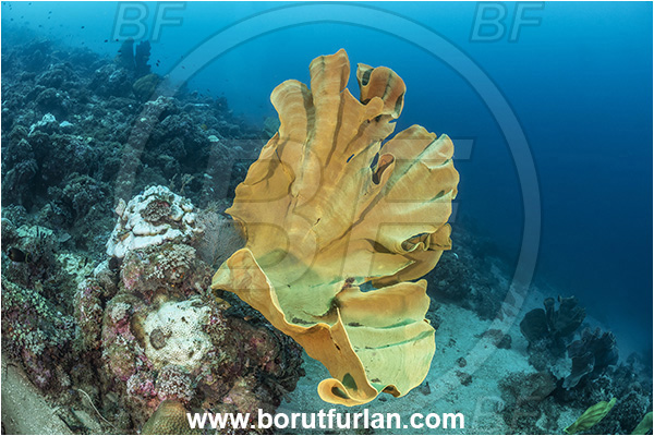 New Britain, Papua New Guinea, Pacific ocean, Ianthella basta, Ianthella, Ianthellidae, Porifera, Elephant ear sponge, Sponge, Reef