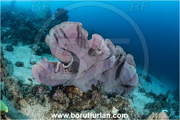 New Britain, Papua New Guinea, Pacific ocean, Ianthella basta, Ianthella, Ianthellidae, Porifera, Elephant ear sponge, Sponge, Reef