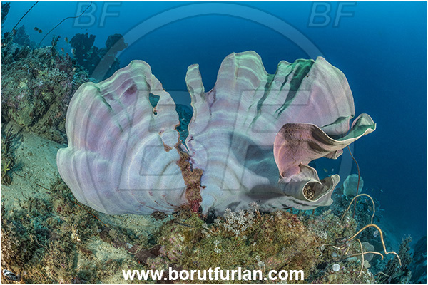 New Britain, Papua New Guinea, Pacific ocean, Ianthella basta, Ianthella, Ianthellidae, Porifera, Elephant ear sponge, Sponge, Reef