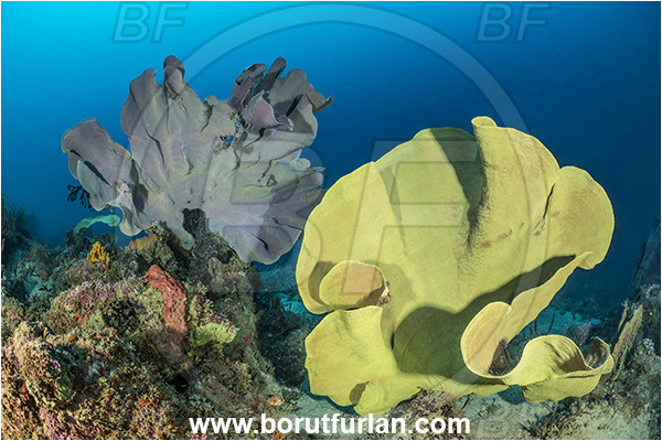 New Britain, Papua New Guinea, Pacific ocean, Ianthella basta, Ianthella, Ianthellidae, Porifera, Elephant ear sponge, Sponge, Reef