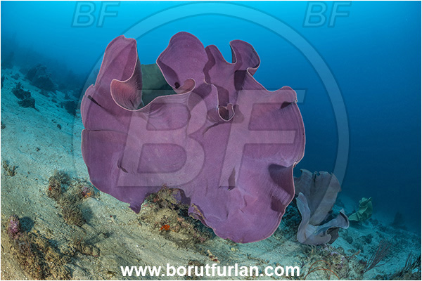 New Britain, Papua New Guinea, Pacific ocean, Ianthella basta, Ianthella, Ianthellidae, Porifera, Elephant ear sponge, Sponge, Reef