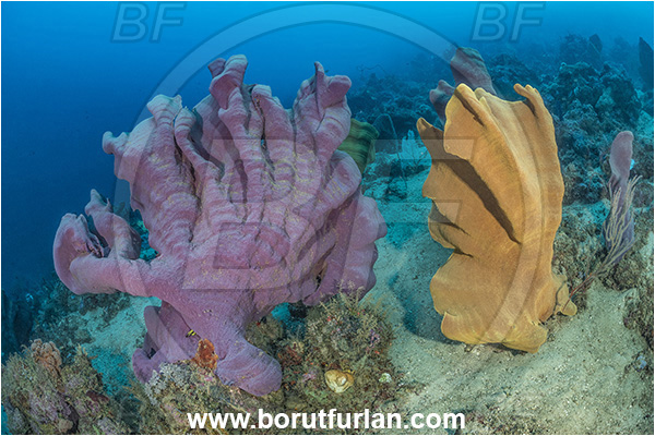 New Britain, Papua New Guinea, Pacific ocean, Ianthella basta, Ianthella, Ianthellidae, Porifera, Elephant ear sponge, Sponge, Reef