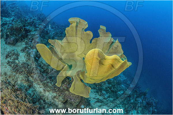 New Britain, Papua New Guinea, Pacific ocean, Ianthella basta, Ianthella, Ianthellidae, Porifera, Elephant ear sponge, Sponge, Reef