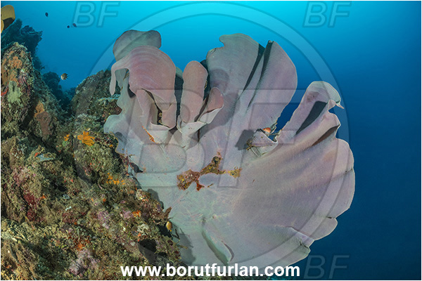 New Britain, Papua New Guinea, Pacific ocean, Ianthella basta, Ianthella, Ianthellidae, Porifera, Elephant ear sponge, Sponge, Reef