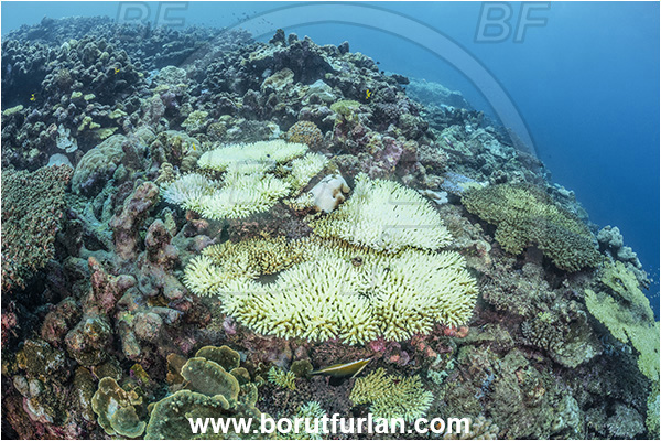 New Britain, Papua New Guinea, Pacific ocean, Reef, Coral, Cnidarian, Cnidaria, Coral bleaching