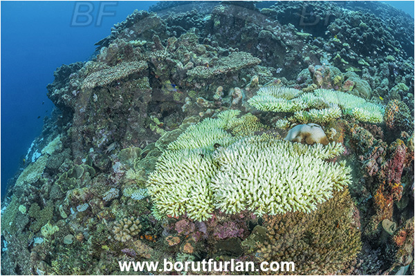New Britain, Papua New Guinea, Pacific ocean, Reef, Coral, Cnidarian, Cnidaria, Coral bleaching