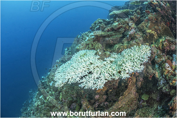 New Britain, Papua New Guinea, Pacific ocean, Reef, Coral, Cnidarian, Cnidaria, Coral bleaching