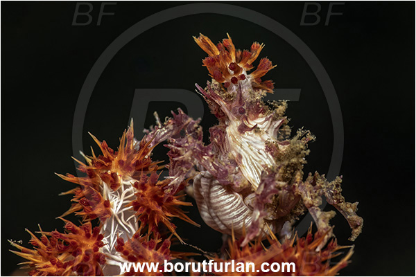 New Britain, Papua New Guinea, Pacific ocean, Hoplophrys oatesii, Hoplophrys, Epialtidae, Decapoda, Soft Coral Crab, Crab, Crustacea, Crustacean