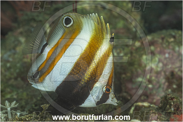 New Britain, Papua New Guinea, Pacific ocean, Coradion melanopus, Coradion, Chaetodontidae, Twospot coralfish, Butterflyfish, Fish