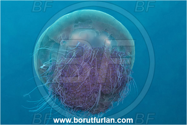 New Britain, Papua New Guinea, Pacific ocean, Unidentified, Scyphozoa, Cnidaria, Cnidarian, Jellyfish
