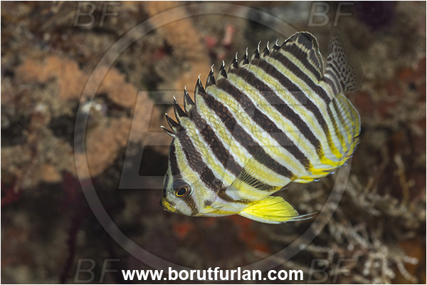 New Britain, Papua New Guinea, Pacific ocean, Paracentropyge multifasciata, Paracentropyge, Pomacanthidae, Multibar angelfish, Barred angelfish, Angelfish, Fish