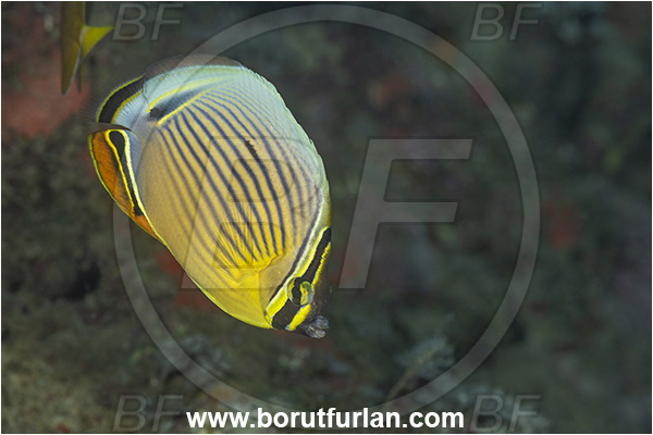New Britain, Papua New Guinea, Pacific ocean, Chaetodon trifasciatus, Chaetodon, Chaetodontidae, Melon Butterflyfish, Butterflyfish, Fish