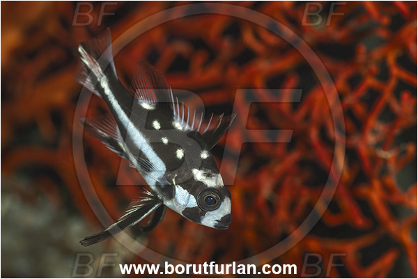 New Britain, Papua New Guinea, Pacific ocean, Macolor macularis, Macolor, Lutjanidae, Midnight Snapper, Snapper, Fish, Juvenile