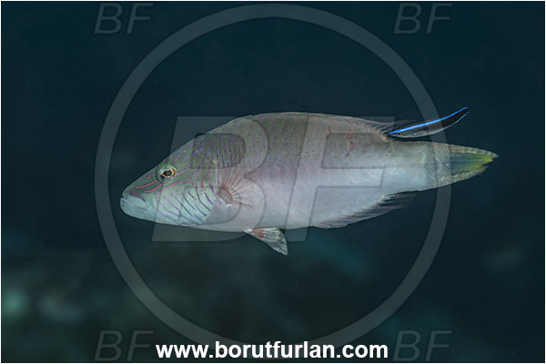 New Britain, Papua New Guinea, Pacific ocean, Oxycheilinus digramma, Oxycheilinus, Labridae, Cheeklined wrasse, Wrasse, Labroides dimidiatus, Labroides, Cleaner Wrasse, Fish