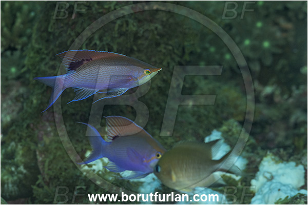 New Britain, Papua New Guinea, Pacific ocean, Pseudanthias tuka, Pseudanthias, Serranidae, Yellowstriped fairy basslet, Fairy basslet, Fish