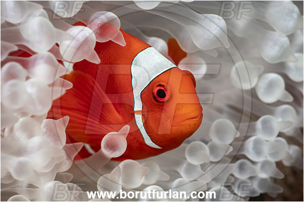 New Britain, Papua New Guinea, Pacific ocean, Premnas biaculeatus, Premnas, Pomacentridae, Maroon Clownfish, Spine-Cheek Clownfish, Anemonefish, Clownfish, Fish