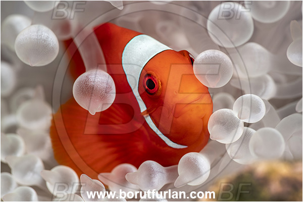 New Britain, Papua New Guinea, Pacific ocean, Premnas biaculeatus, Premnas, Pomacentridae, Maroon Clownfish, Spine-Cheek Clownfish, Anemonefish, Clownfish, Fish