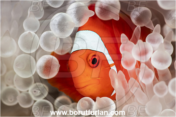 New Britain, Papua New Guinea, Pacific ocean, Premnas biaculeatus, Premnas, Pomacentridae, Maroon Clownfish, Spine-Cheek Clownfish, Anemonefish, Clownfish, Fish