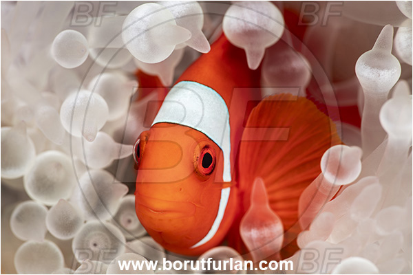 New Britain, Papua New Guinea, Pacific ocean, Premnas biaculeatus, Premnas, Pomacentridae, Maroon Clownfish, Spine-Cheek Clownfish, Anemonefish, Clownfish, Fish