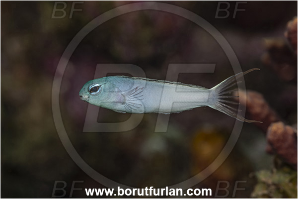 New Britain, Papua New Guinea, Pacific ocean, Meiacanthus atrodorsalis, Meiacanthus, Blenniidae, Yellowtail fangblenny, Blenny, Fish