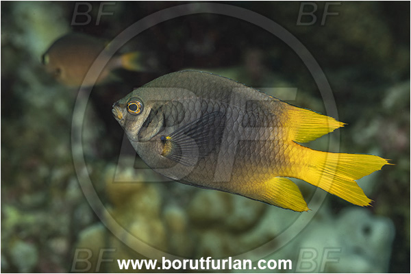 New Britain, Papua New Guinea, Pacific ocean, Neoglyphidodon nigroris, Neoglyphidodon, Pomacentridae, Black And Yellow Damsel, Damselfish, Fish