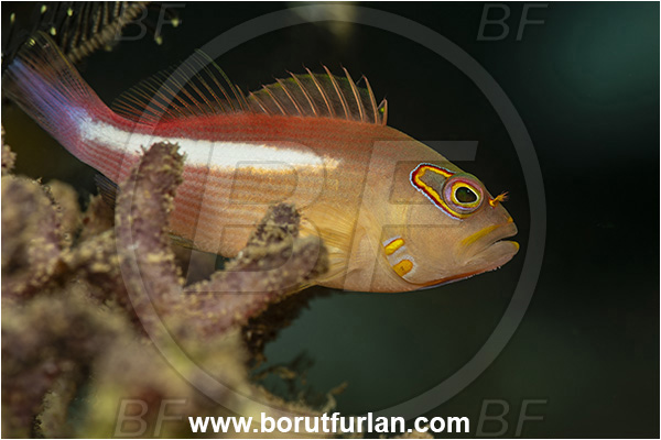 New Britain, Papua New Guinea, Pacific ocean, Paracirrhites arcatus, Paracirrhites, Cirrhitidae, Horseshoe hawkfish, Hawkfish, Fish