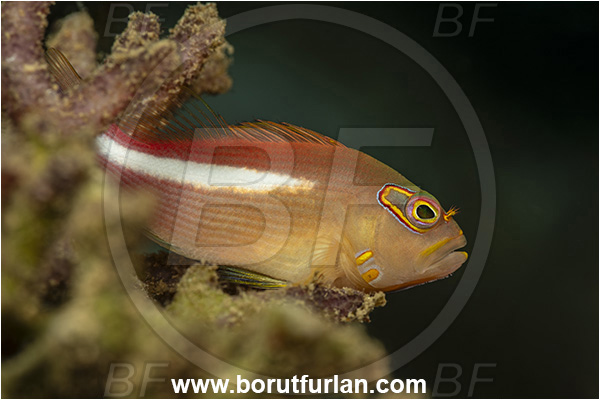 New Britain, Papua New Guinea, Pacific ocean, Paracirrhites arcatus, Paracirrhites, Cirrhitidae, Horseshoe hawkfish, Hawkfish, Fish