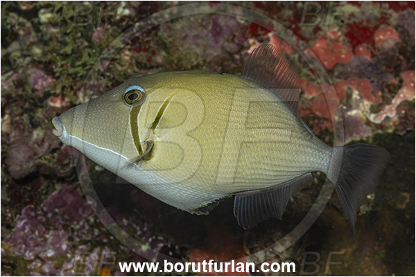 New Britain, Papua New Guinea, Pacific ocean, Sufflamen bursa, Sufflamen, Balistidae, Boomerang triggerfish, Pallid Triggerfish, Triggerfish, Fish