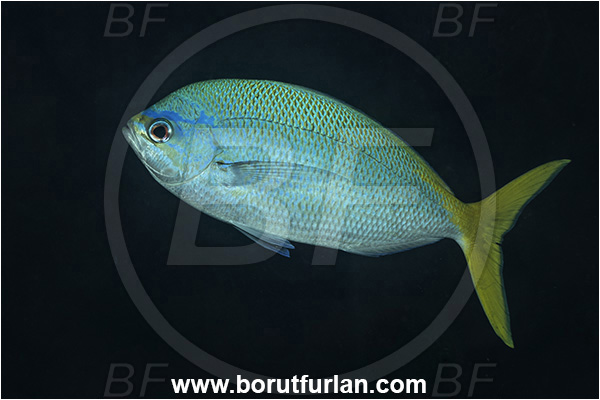 New Britain, Papua New Guinea, Pacific ocean, Caesio cuning, Caesio, Caesionidae, Redbelly yellowtail fusilier, Fusilier, Fish