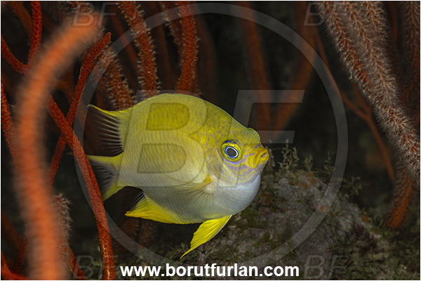 New Britain, Papua New Guinea, Pacific ocean, Amblyglyphidodon aureus, Amblyglyphidodon, Pomacentridae, Golden damselfish, Damselfish, Fish