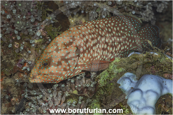 New Britain, Papua New Guinea, Pacific ocean, Cephalopholis cyanostigma, Cephalopholis, Serranidae, Bluespotted grouper, Grouper, Fish