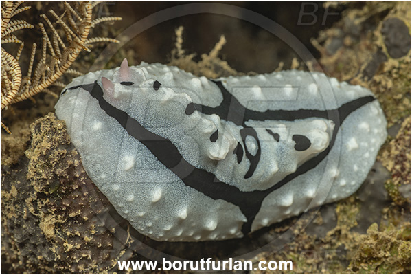 New Britain, Papua New Guinea, Pacific ocean, Phyllidiopsis shireenae, Phyllidiopsis, Phyllidiidae, Shireen