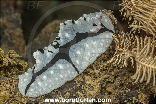 New Britain, Papua New Guinea, Pacific ocean, Phyllidiopsis shireenae, Phyllidiopsis, Phyllidiidae, Shireen