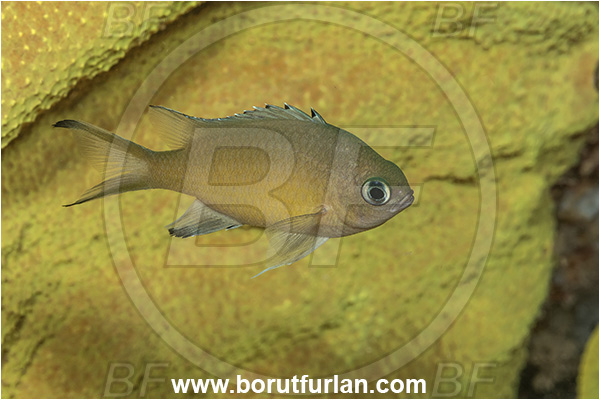New Britain, Papua New Guinea, Pacific ocean, Azurina lepidolepis, Azurina, Pomacentridae, Scaly chromis, Damselfish, Fish