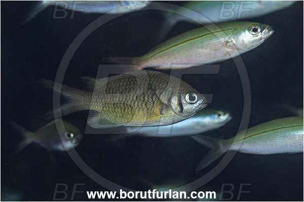 New Britain, Papua New Guinea, Pacific ocean, Chromis weberi, Chromis, Weber
