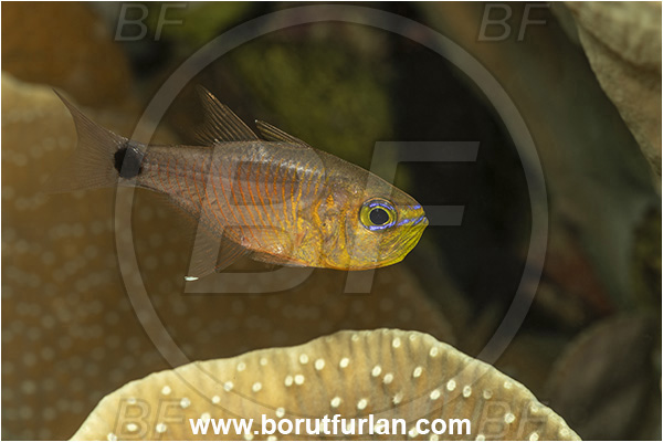 New Britain, Papua New Guinea, Pacific ocean, Taeniamia fucata, Taeniamia, Apogonidae, Orange-lined Cardinalfish, Painted Cardinalfish, Cardinalfish, Fish