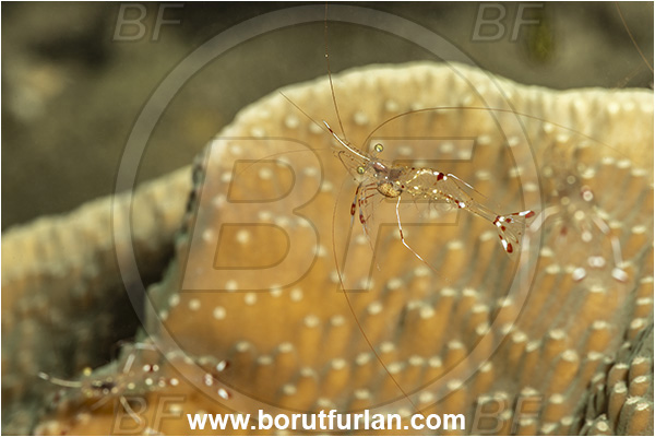 New Britain, Papua New Guinea, Pacific ocean, Urocaridella antonbruunii, Urocaridella, Palaemonidae, Decapoda, Cleaner Shrimp, Shrimp, Crustacea, Crustacean