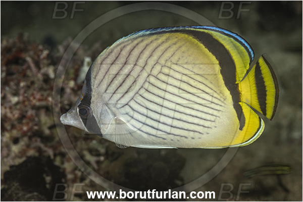 New Britain, Papua New Guinea, Pacific ocean, Chaetodon vagabundus, Chaetodon, Chaetodontidae, Vagabond Butterflyfish, Butterflyfish, Fish