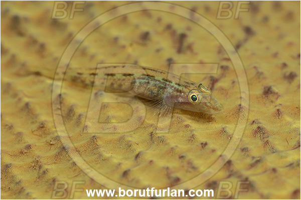 New Britain, Papua New Guinea, Pacific ocean, Pleurosicya elongata, Pleurosicya, Gobiidae, Slender spongegoby, Goby, Fish
