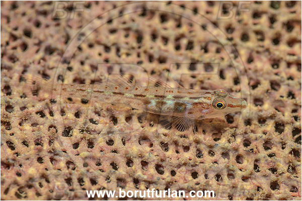 New Britain, Papua New Guinea, Pacific ocean, Luposicya lupus, Luposicya, Gobiidae, Wolfsnout goby, Goby, Fish